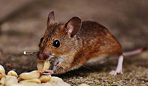 24 Hour & Emergency Exterminators in Ontario, OH